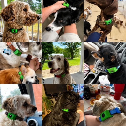 🐕 PROTECTHEM™ Natural Flea & Tick Protection Collar